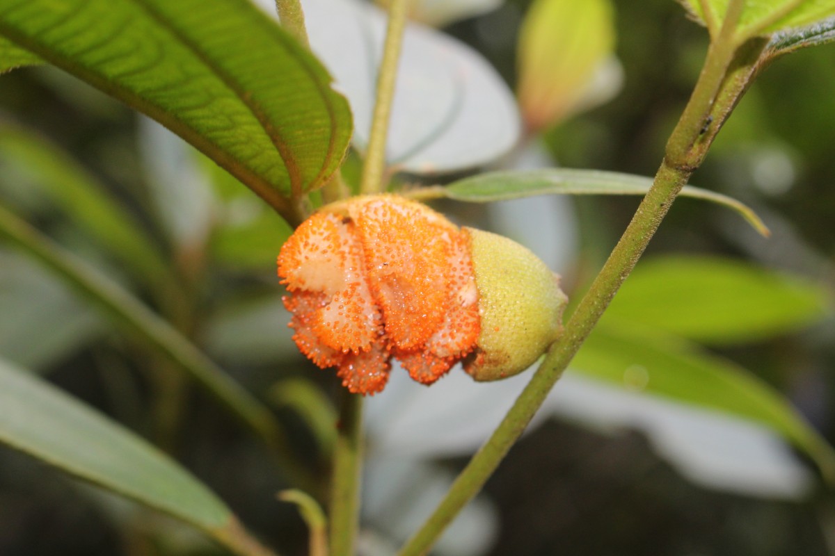 Melastoma sp.